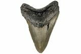 Serrated, Fossil Megalodon Tooth - North Carolina #199696-2